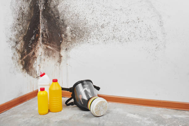 Certified Mold Removal in Kamas, UT