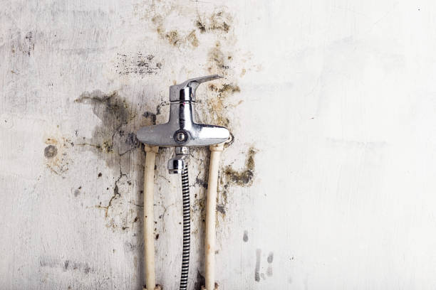Best Certified Mold Removal  in Kamas, UT