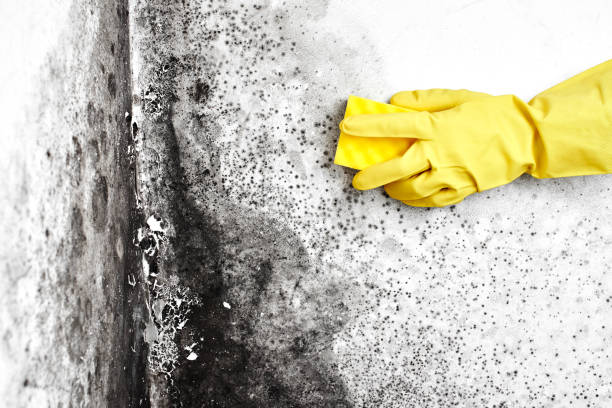 Best Mold Inspection  in Kamas, UT