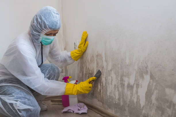 Mold Removal Process in Kamas, UT