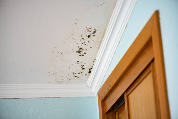 Best Affordable Mold Removal  in Kamas, UT