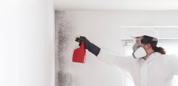 Best Black Mold Removal  in Kamas, UT