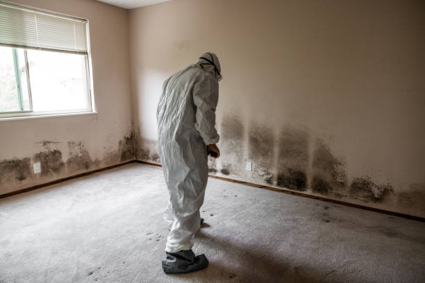 Best Mold Removal Process  in Kamas, UT